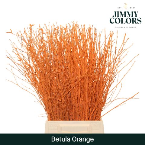 Betula L60 Orange