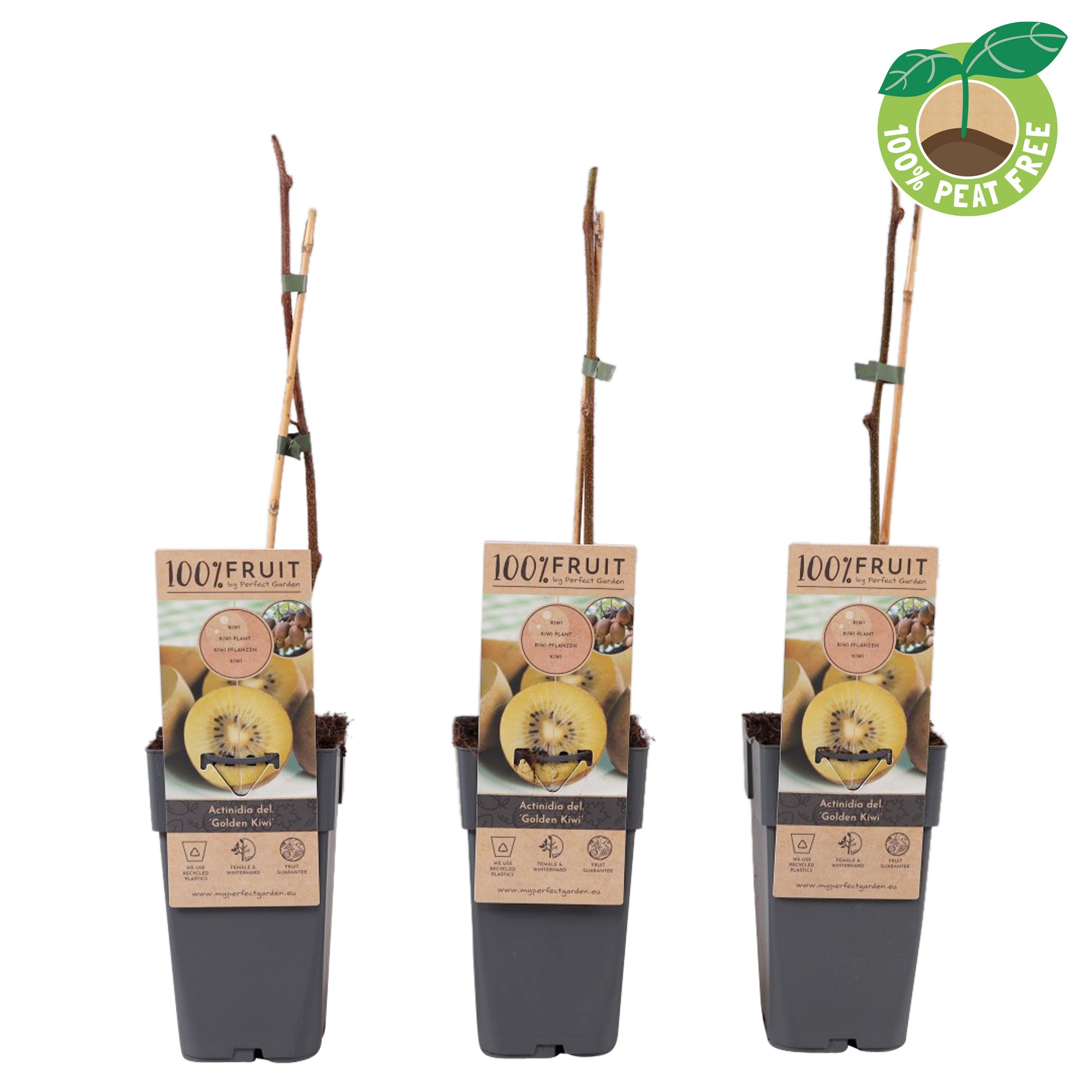 Picture of Actinidia deliciosa Golden Kiwi P15 (2 Ltr/high)