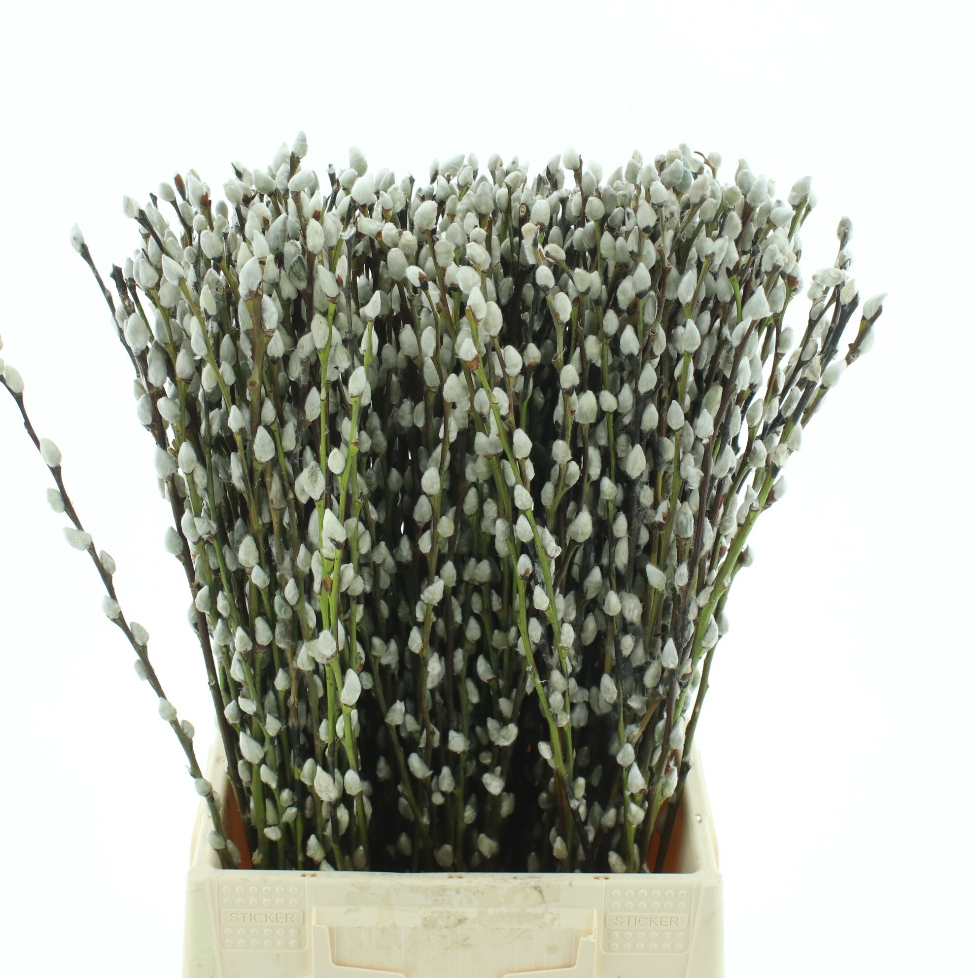 Salix Ca Snow Flake