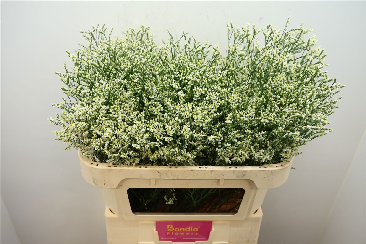 Limonium Sin Clear Diamond 70cm 28gram