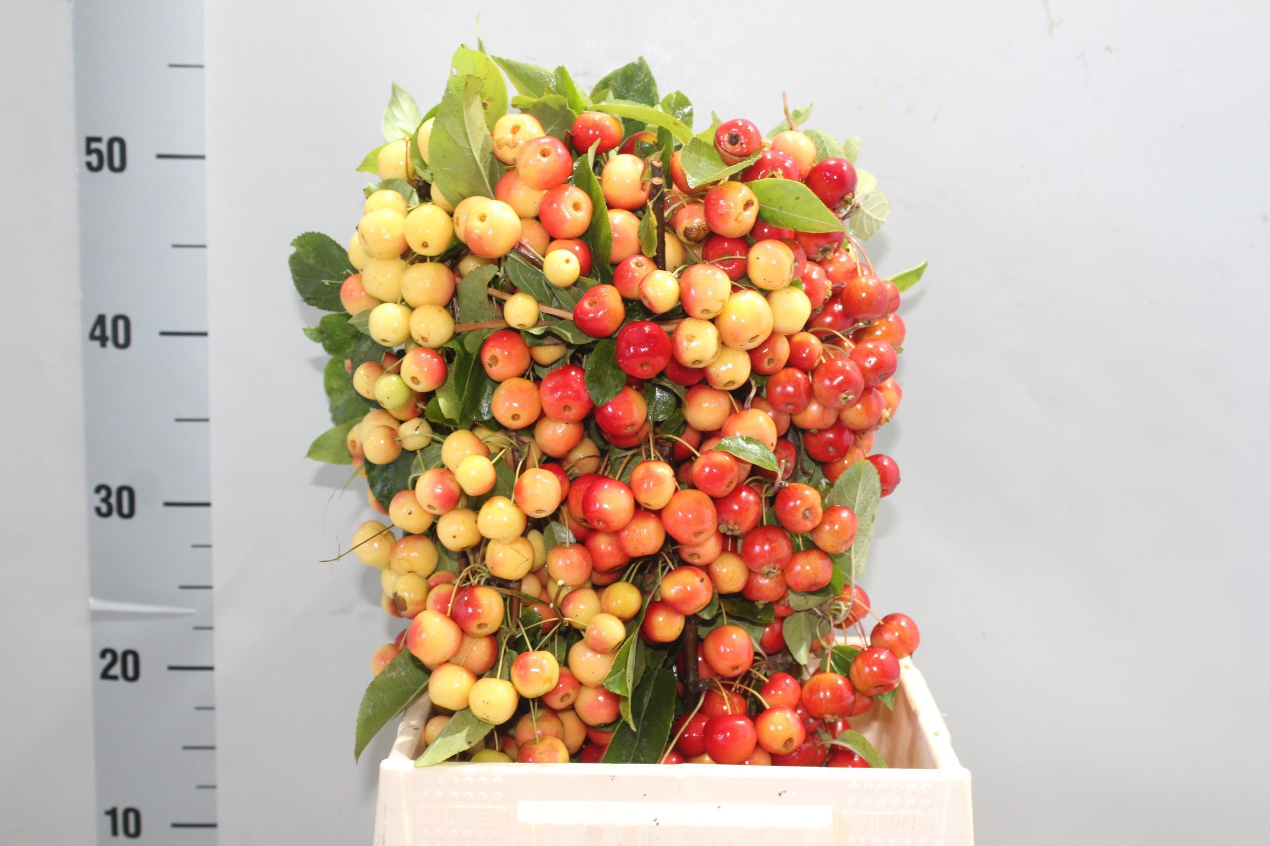Malus Red Sentinel