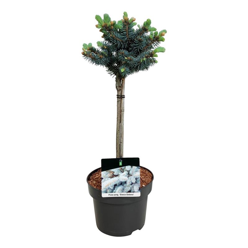 Picture of Picea pung. 'Glauca Globosa'
