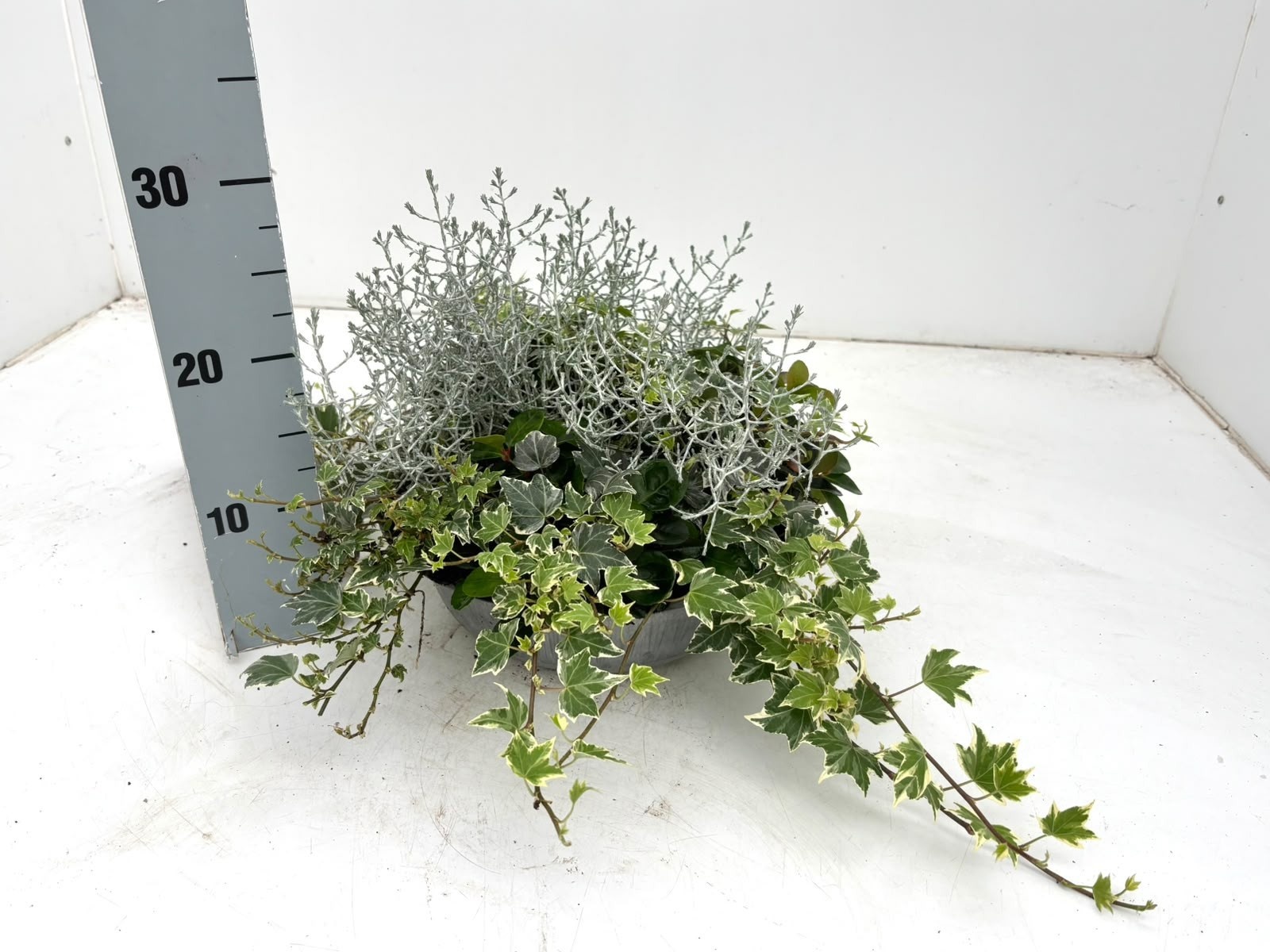 Vaste Pl Perkpl Gem 29Ø 22cm