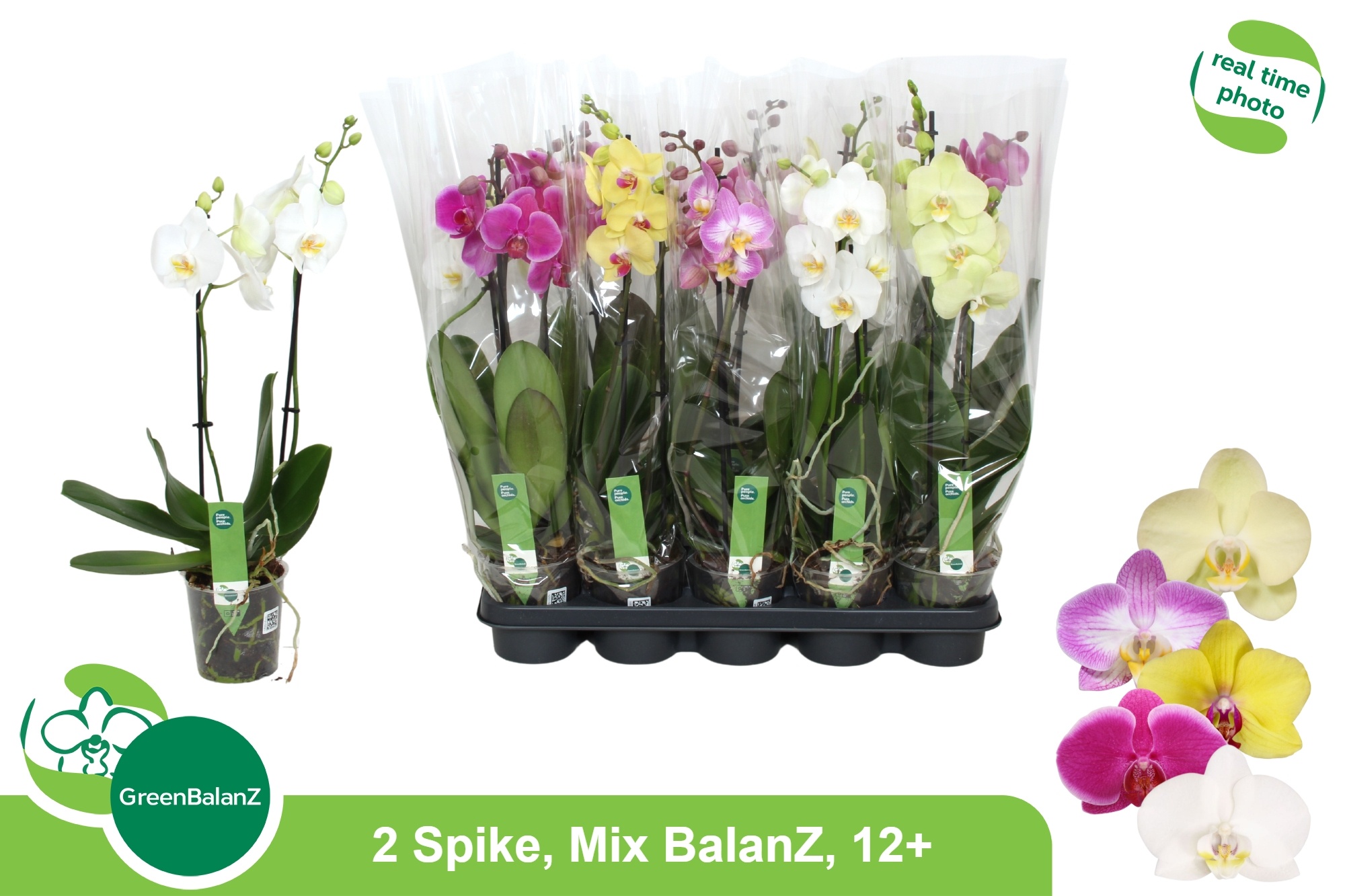 Phalaenopsis Asst 12Ø 55cm