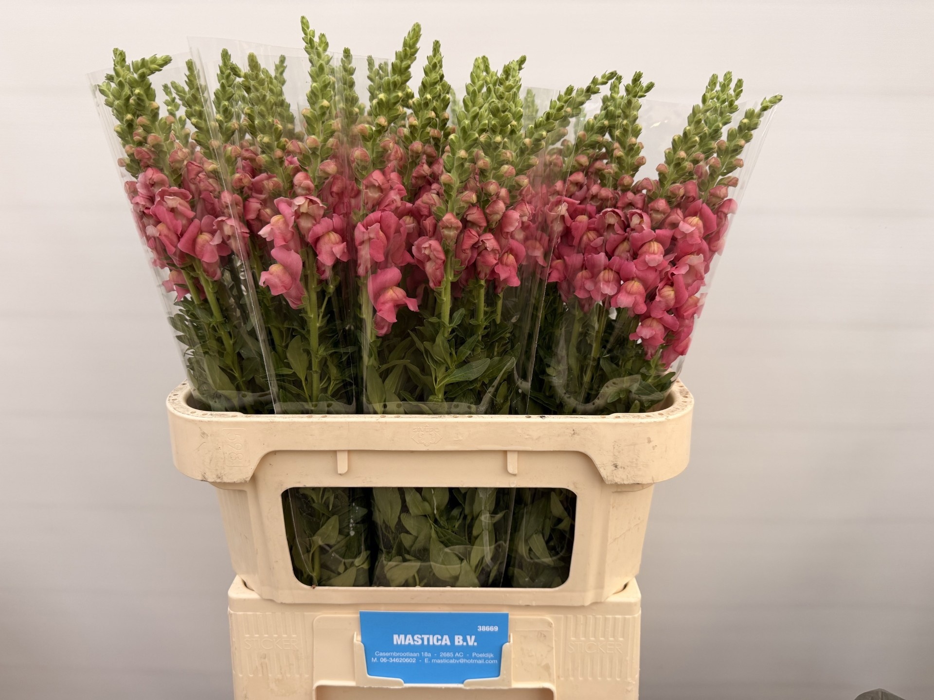 Antirrhinum Cool Rose 80cm