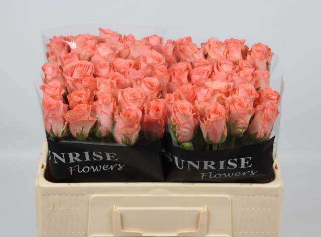 Rosa large flowered Kiss 2u R GR KISS 2U | Gardenline