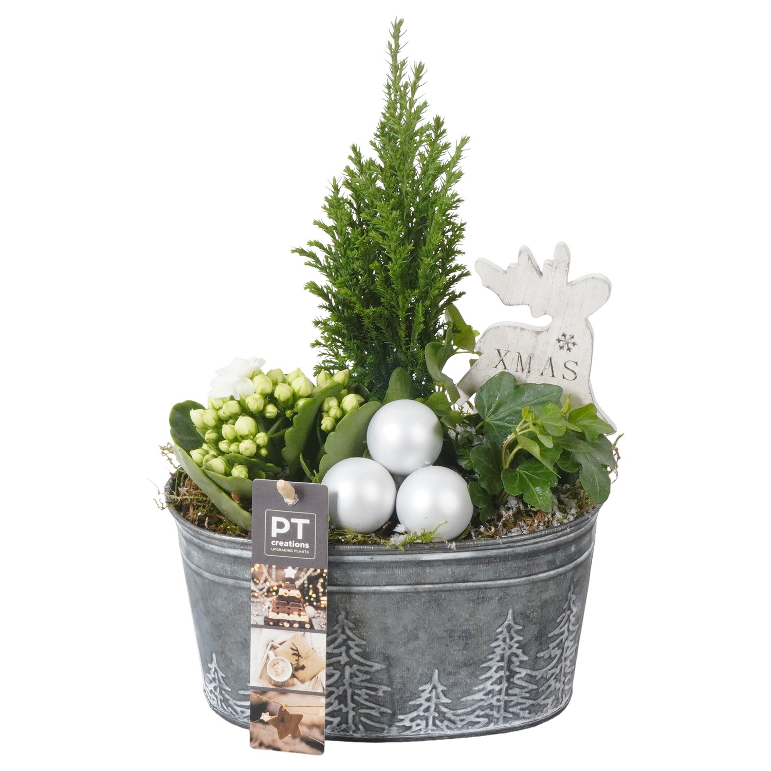 Picture of PTKB9440 Arrangement X-Mas in zinc pot P18 27cm