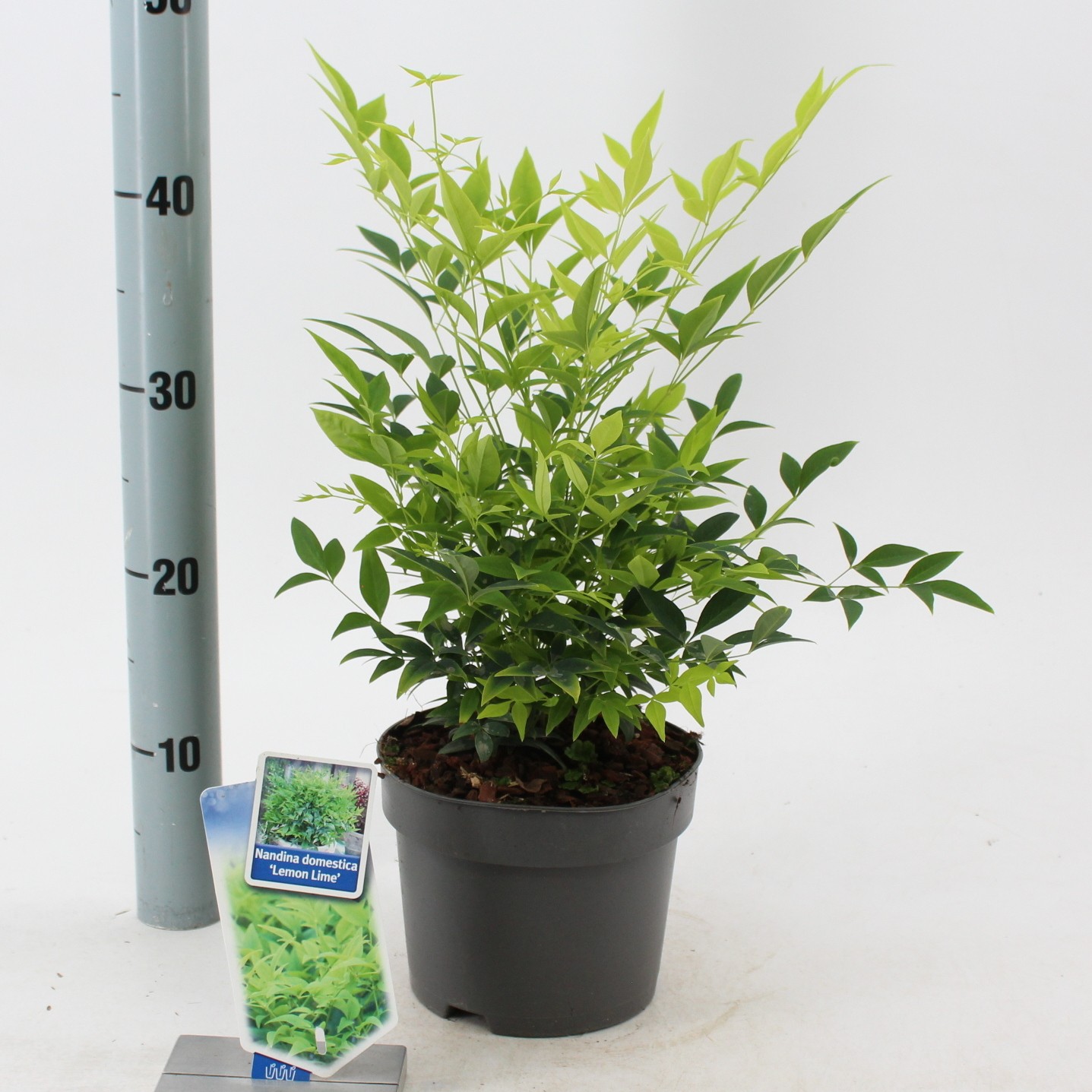 Picture of Nandina domestica Lemon & Lime P17 (2 Ltr)