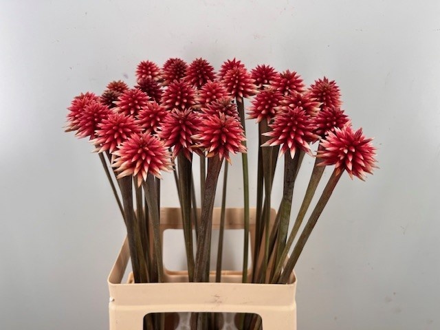 Asst Cutflowers 70cm
