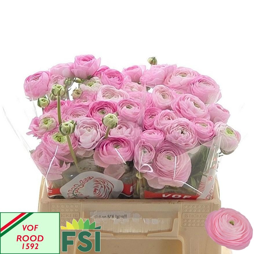 Ranunculus Elegance Pink 40cm