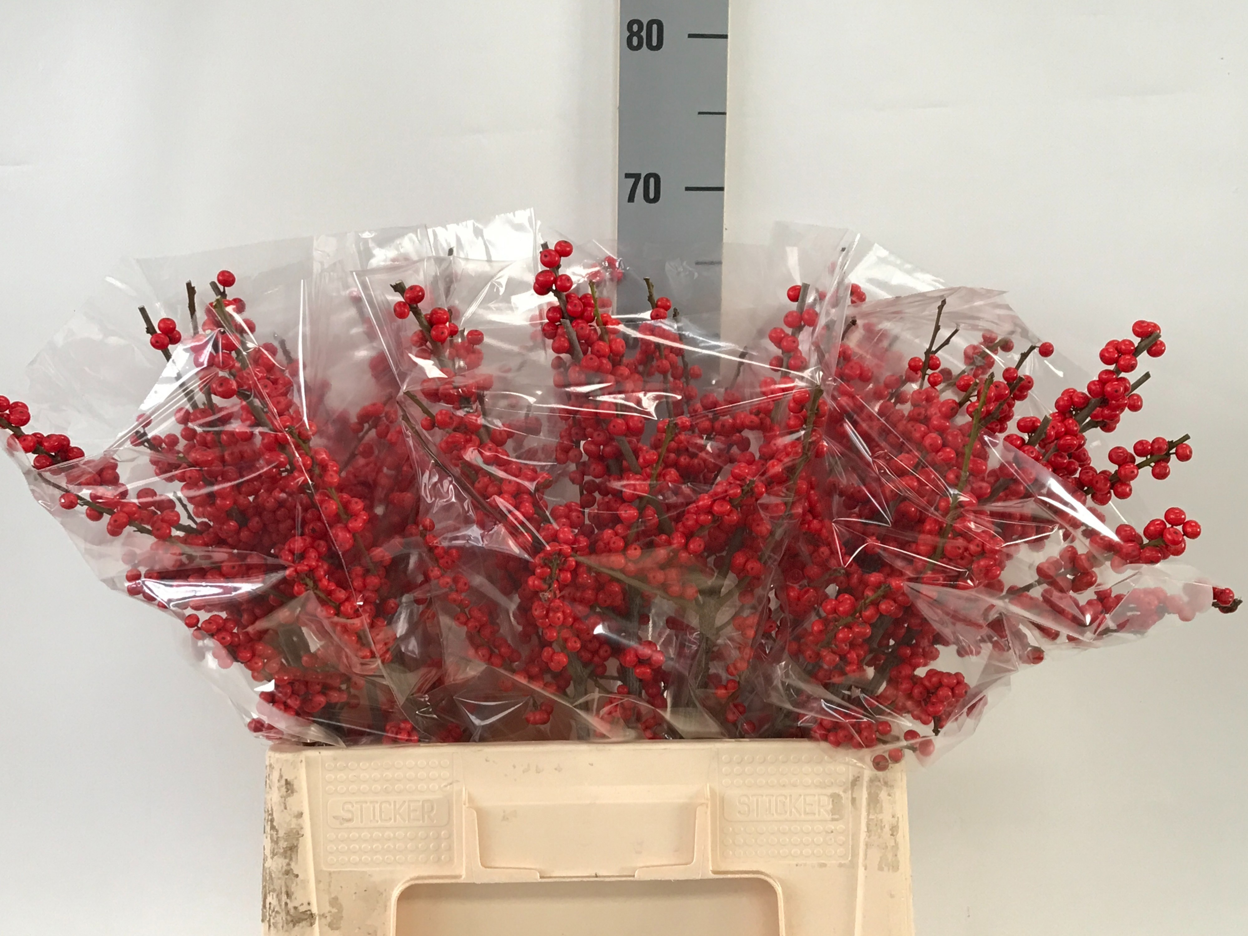 Ilex Verticlilata 60cm