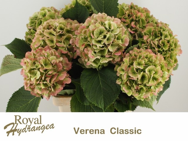 Hydrangea Verena Classic Pink 60cm 18Ø