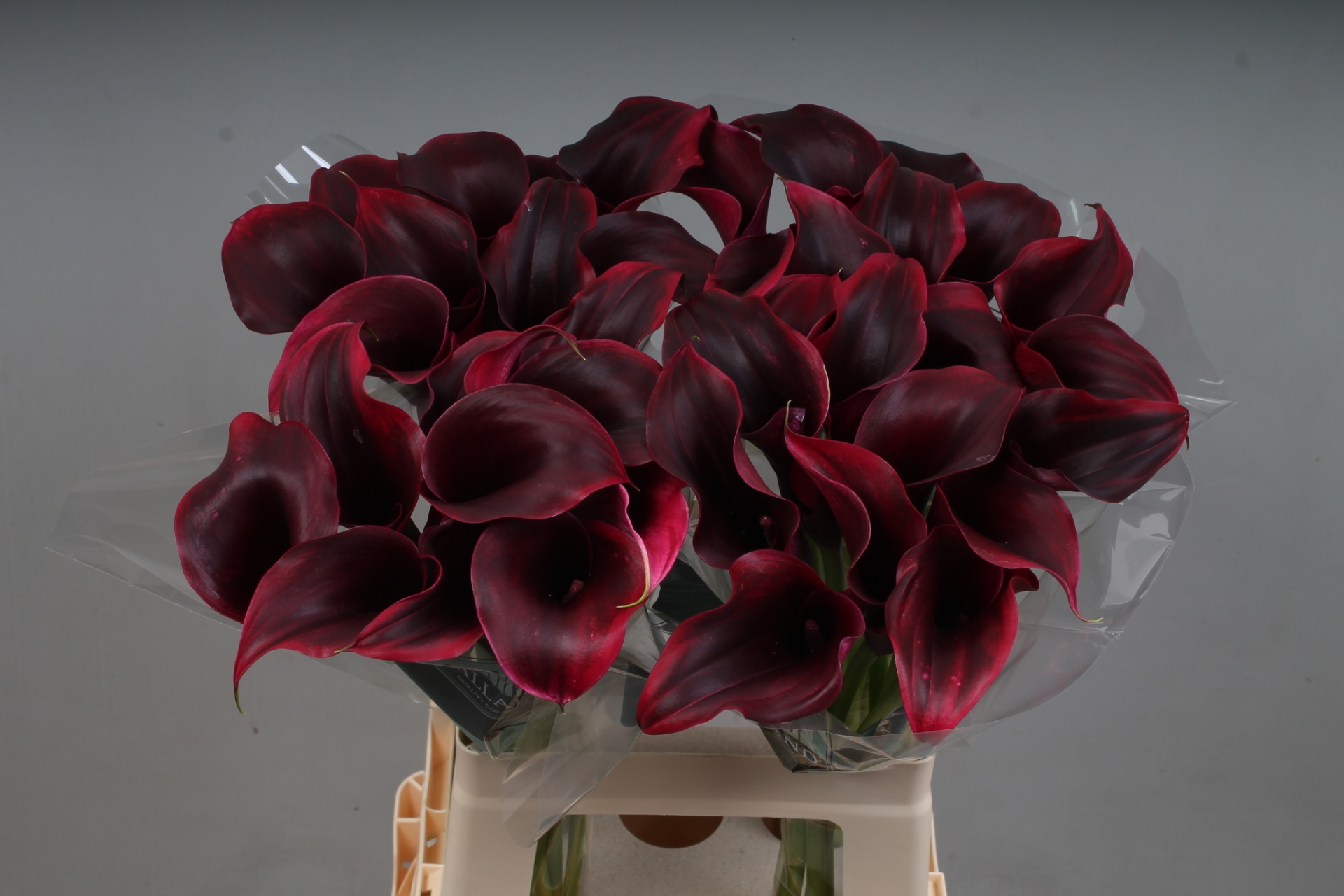 Calla Rudolph 65cm