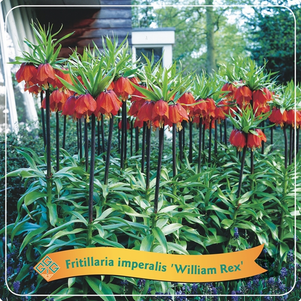 Picture of Fritillaria Mix shelve C5