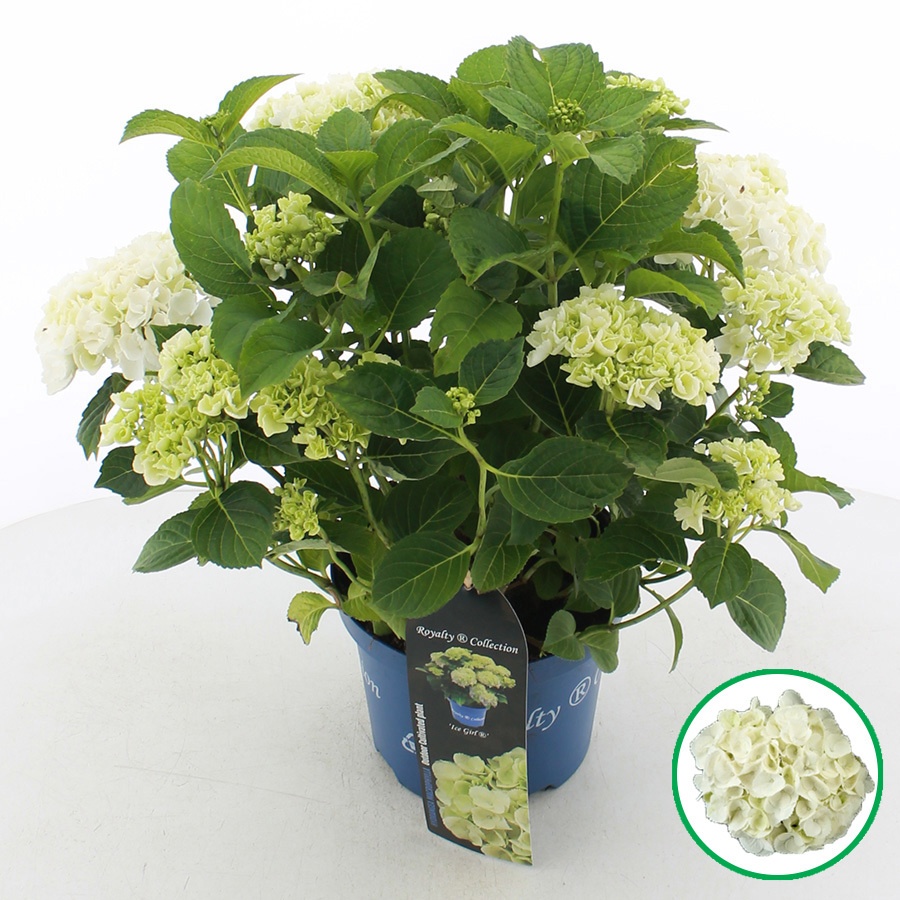 Hydrangea Macr. Royalty® 'ice Girl'® C3.5 (20cm.)