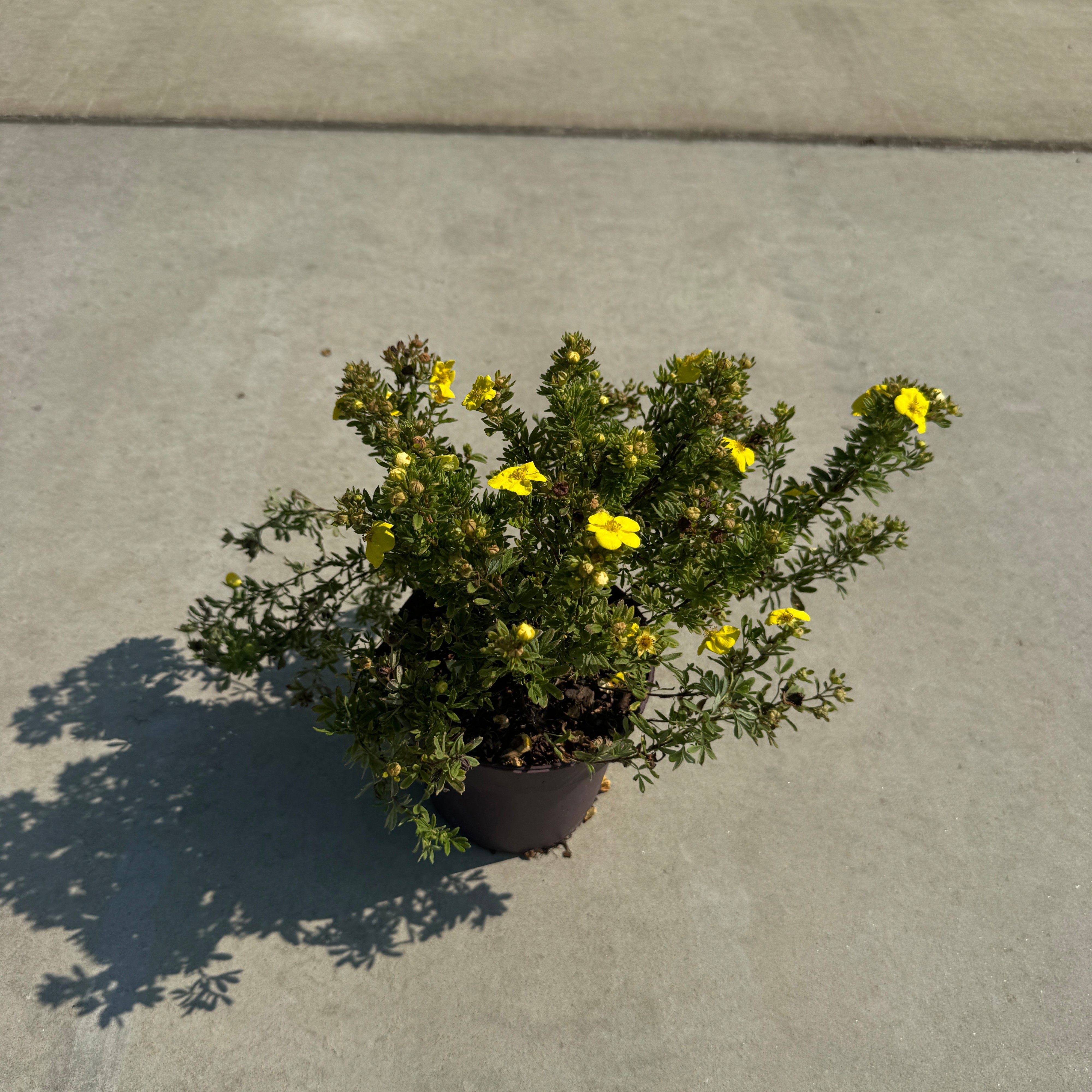 Potentilla f. 'Kobold'