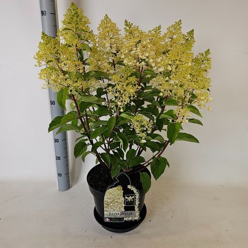Hydrangea panic. Silver Dollar p29 Vlasv