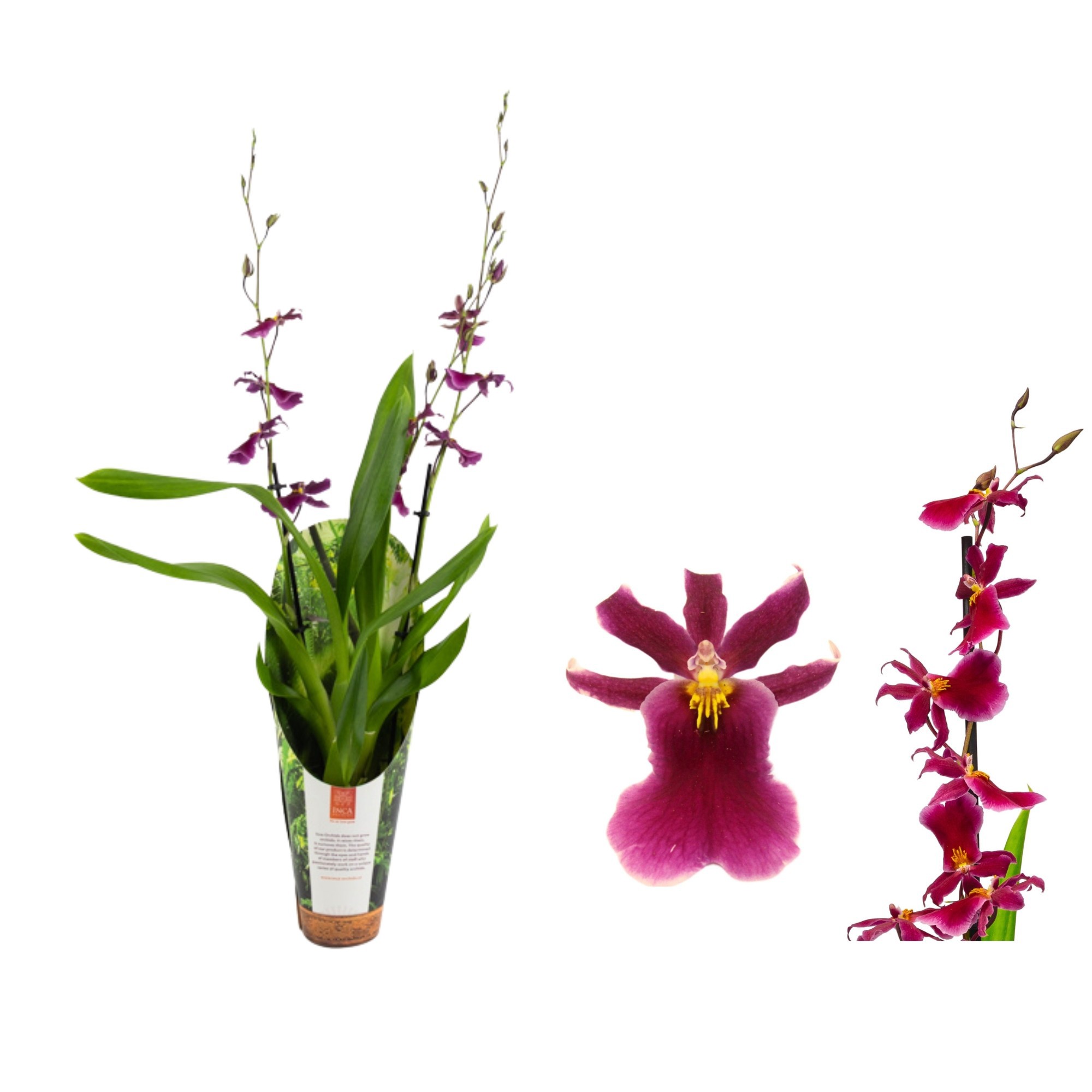 Inca Cambria Blossomfalls 2 Spike 9cm In Luxury Ju