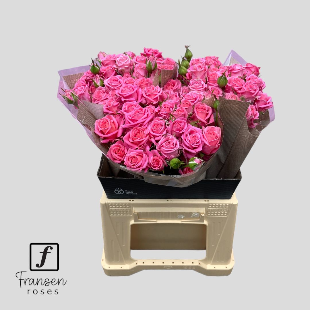 Broom Bloom Bunch Bleached White