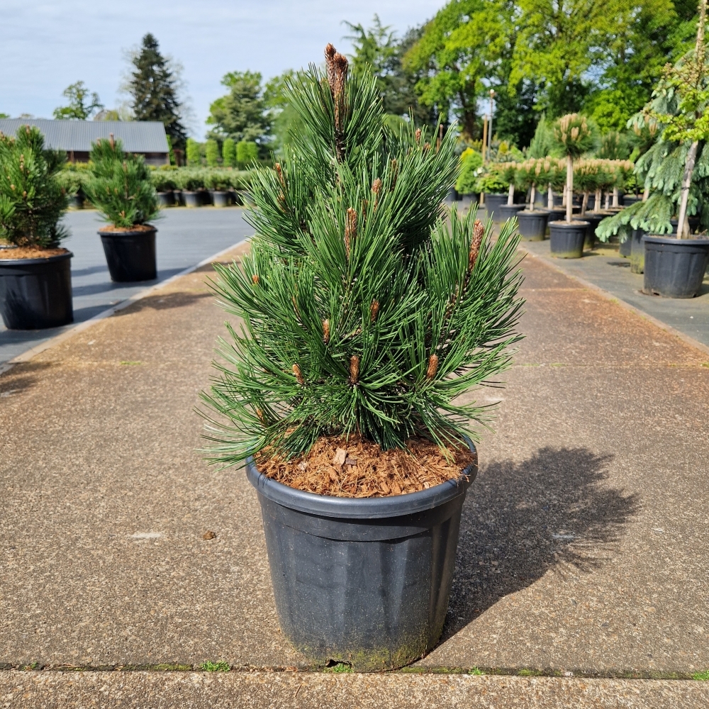 Picture of Pinus leucodermis Compact Gem C11 40/50