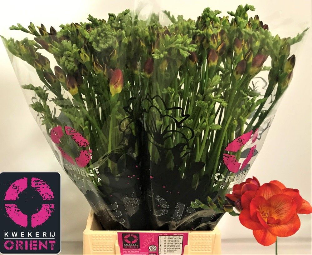 Freesia Double Mandarin 50cm 25gram