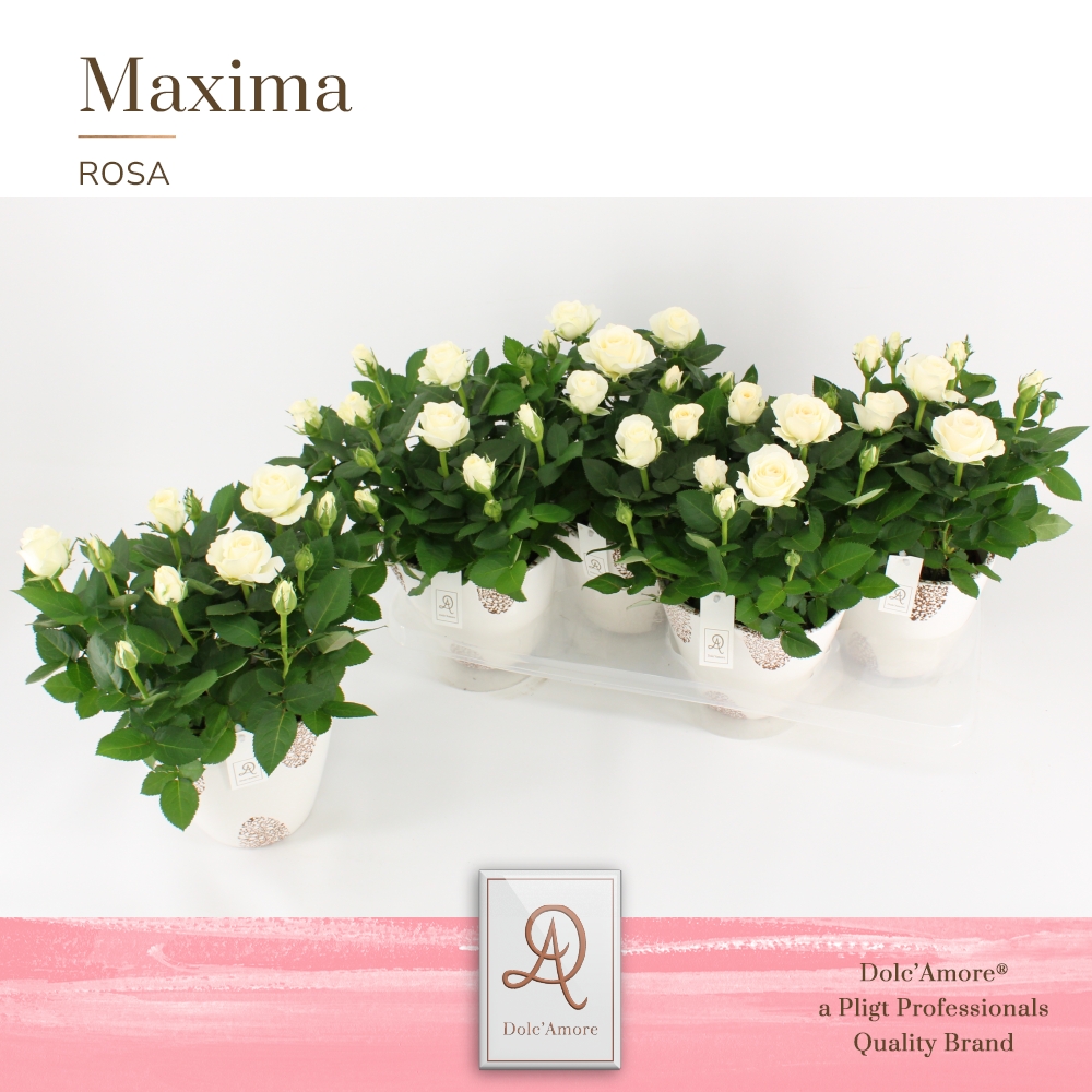 Picture of Rosa Infinity White DolcAmore in Rustique ceramic P14 32cm