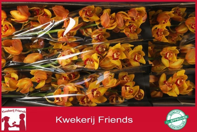 Cymbidium Amalia 8/11bl