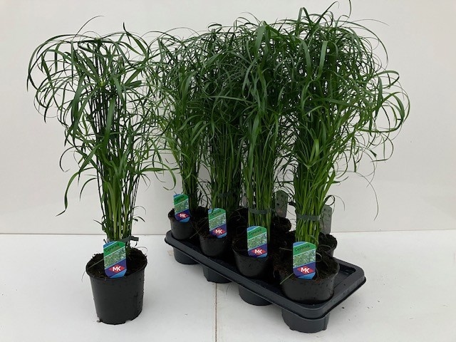 Cyper Alternifolius 14P 60H