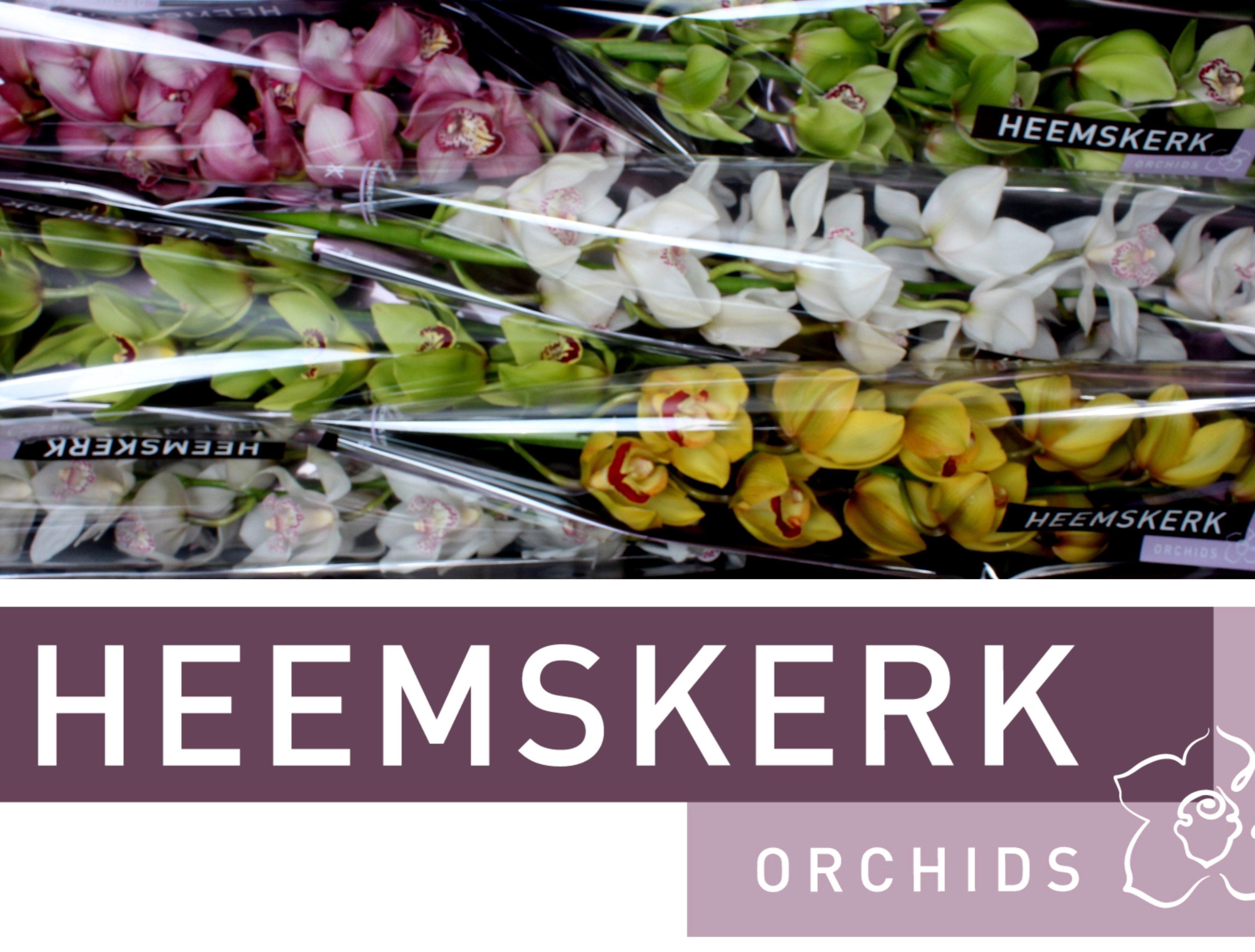 Cymbidium Asst 13bl