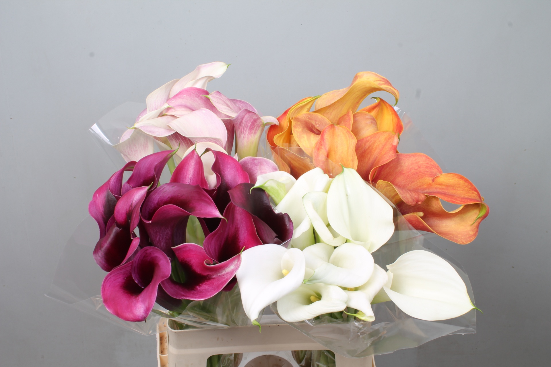 Calla Assorted 60cm