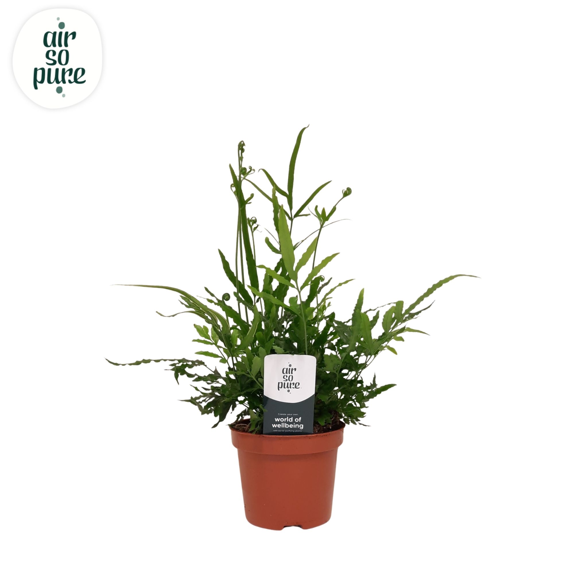 Pteris evergreen - Air So Pure