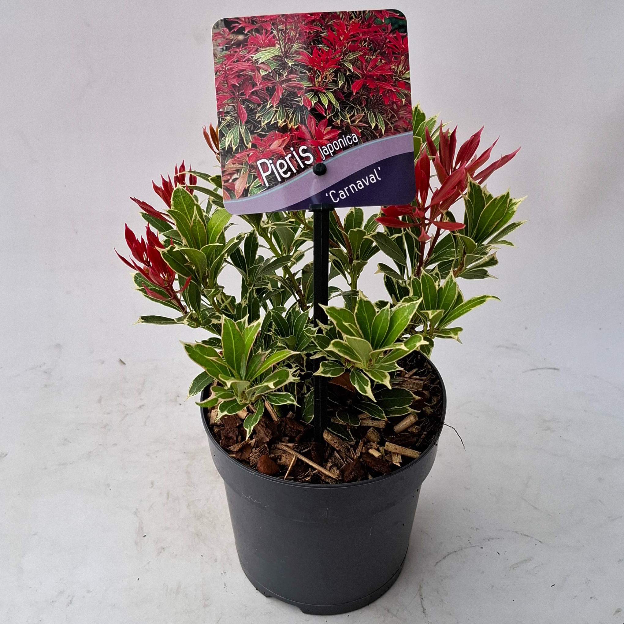 Picture of Pieris japonica 'Carnaval'