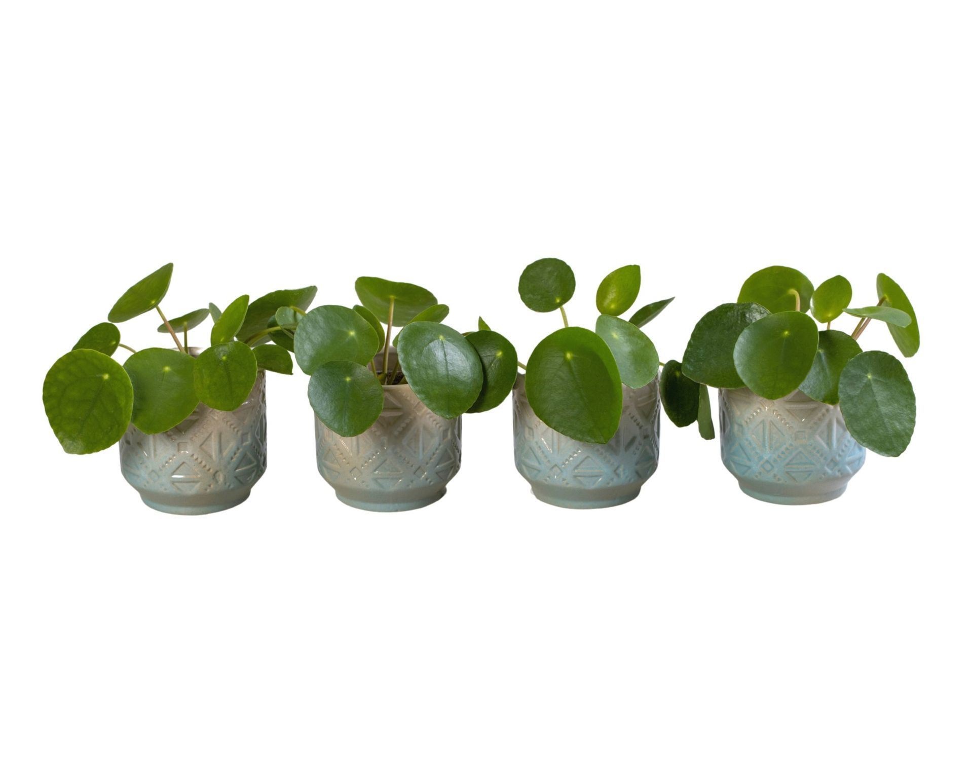 Pilea L 65992 with Pilea Peperomioides