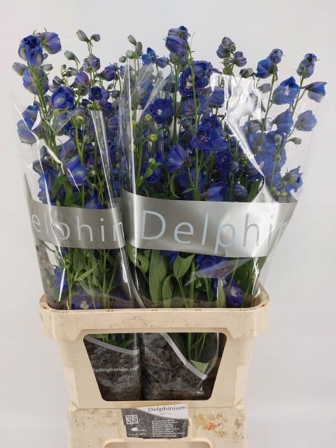 Delph El Delp Bl Eme