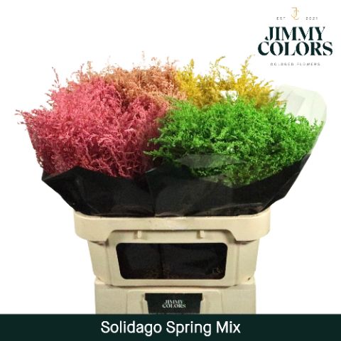 Solidago L80 Spring Mix