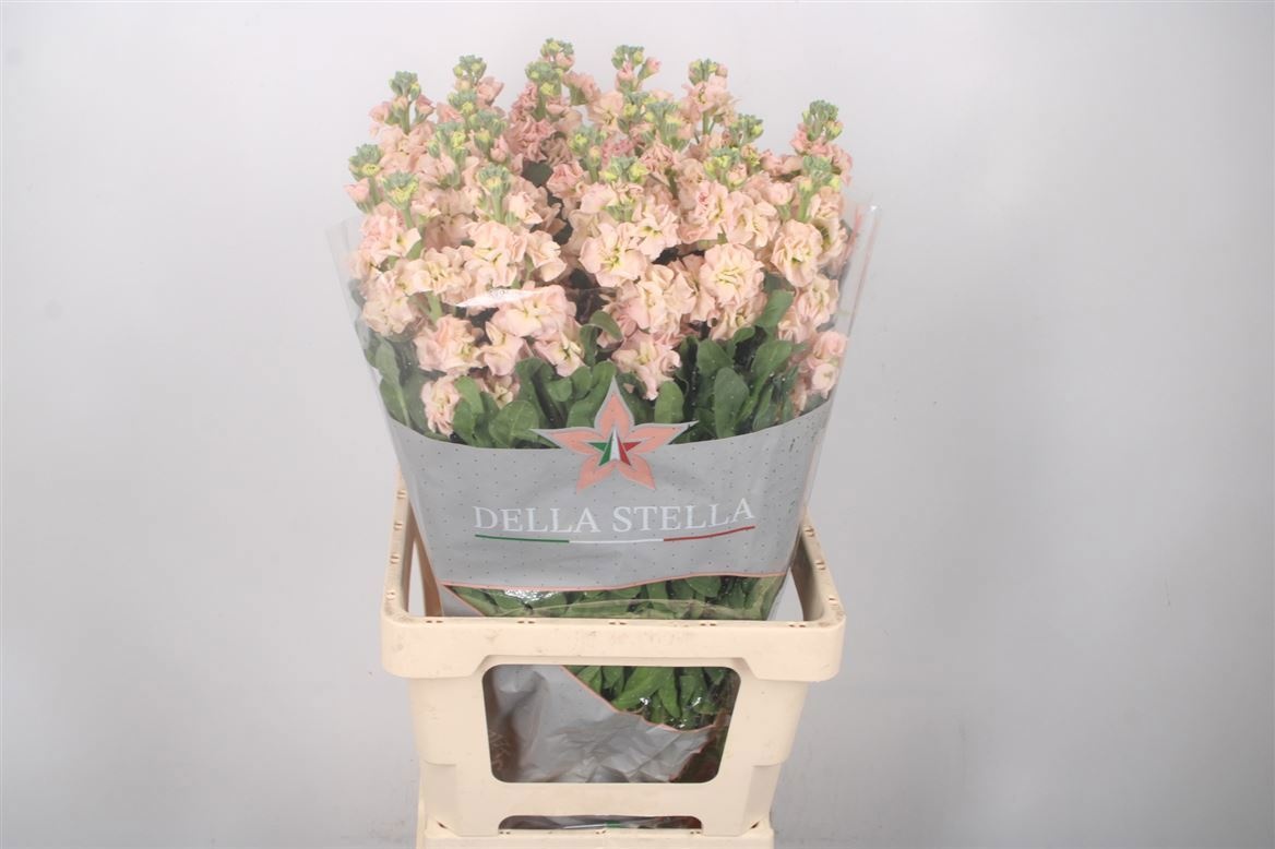 Matthiola Iron Apricot 70cm