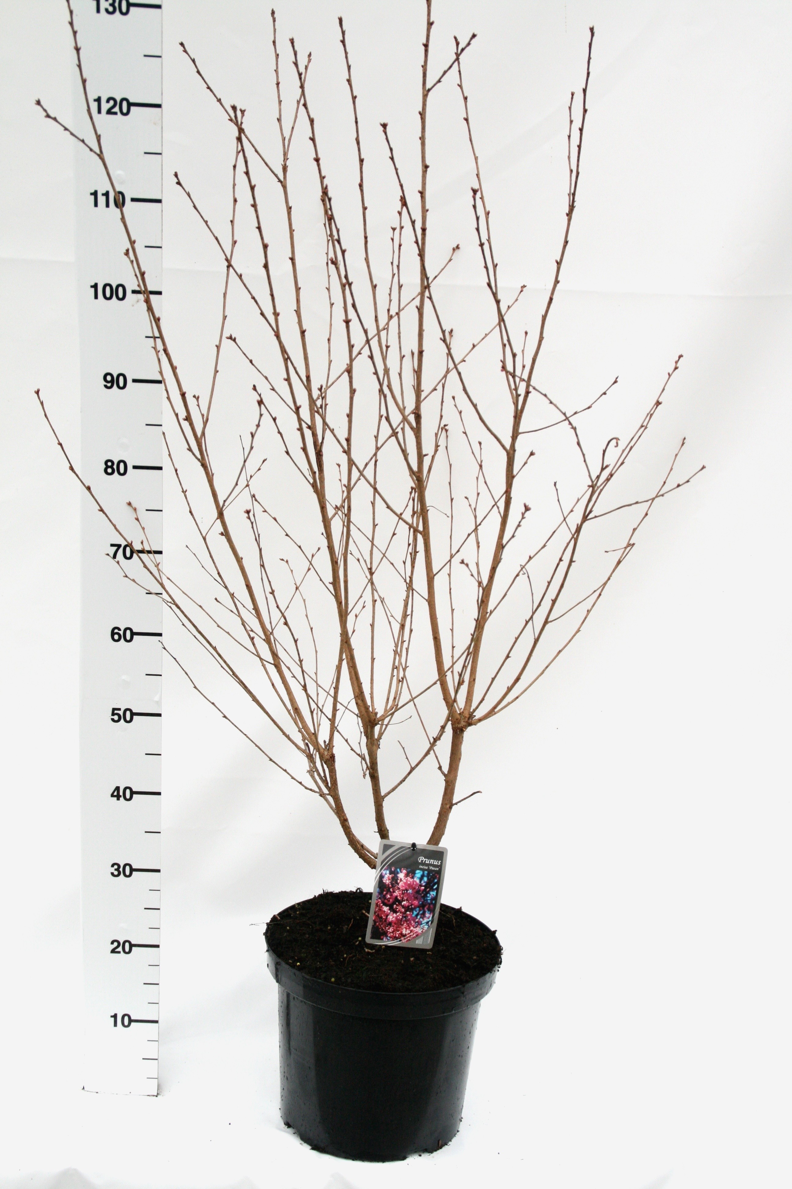 Picture of Prunus incisa Paean P29 (10 Ltr) (LOOSE)