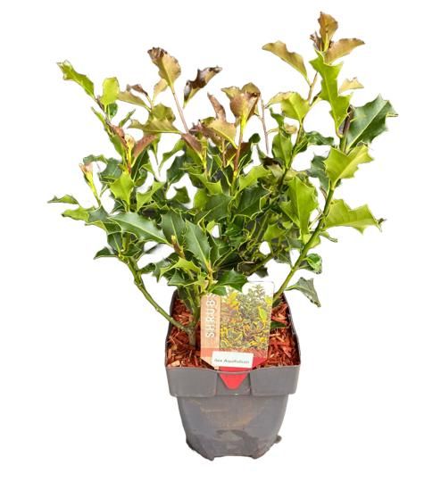 Ilex aquifolium