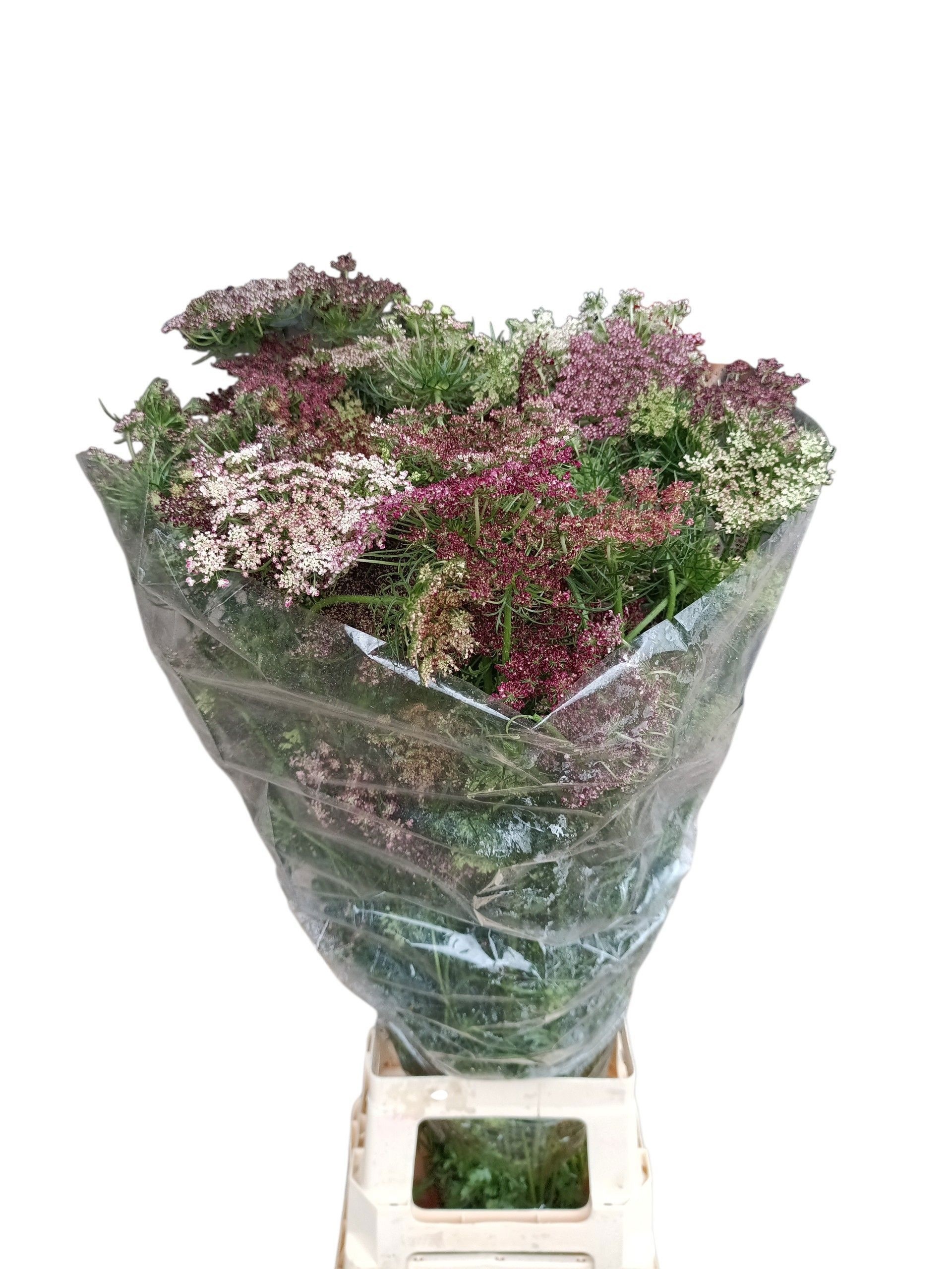 Daucus Carota Dara