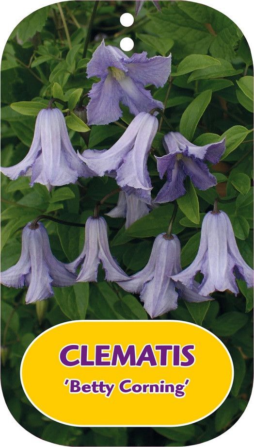 Clematis 'Betty Corning'