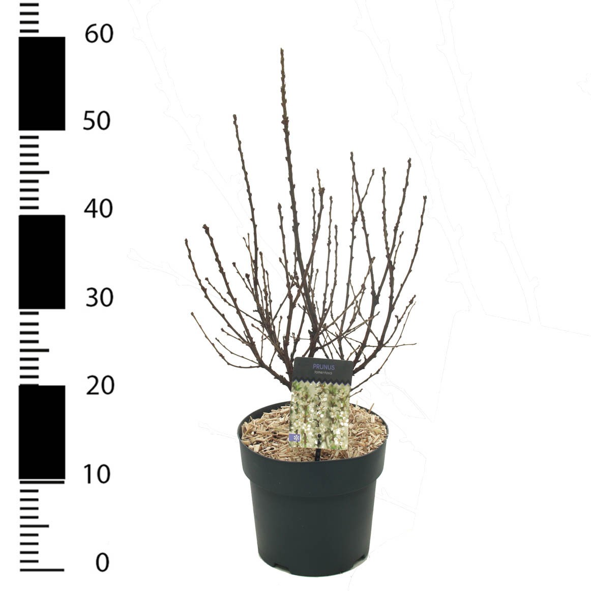 Picture of Prunus incisa 'Tomentosa'