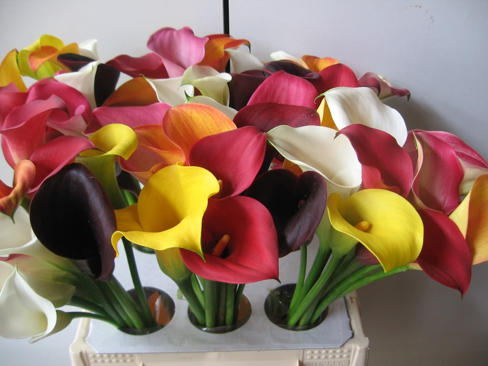 Calla Mixed In Bunch 40cm