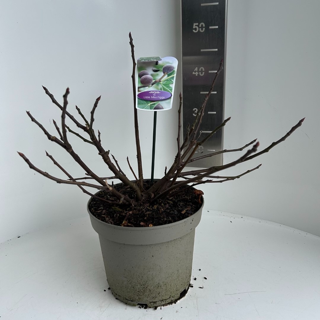 Picture of Ficus carica Little Miss Figgy P23 (5 Ltr) (LOOSE)