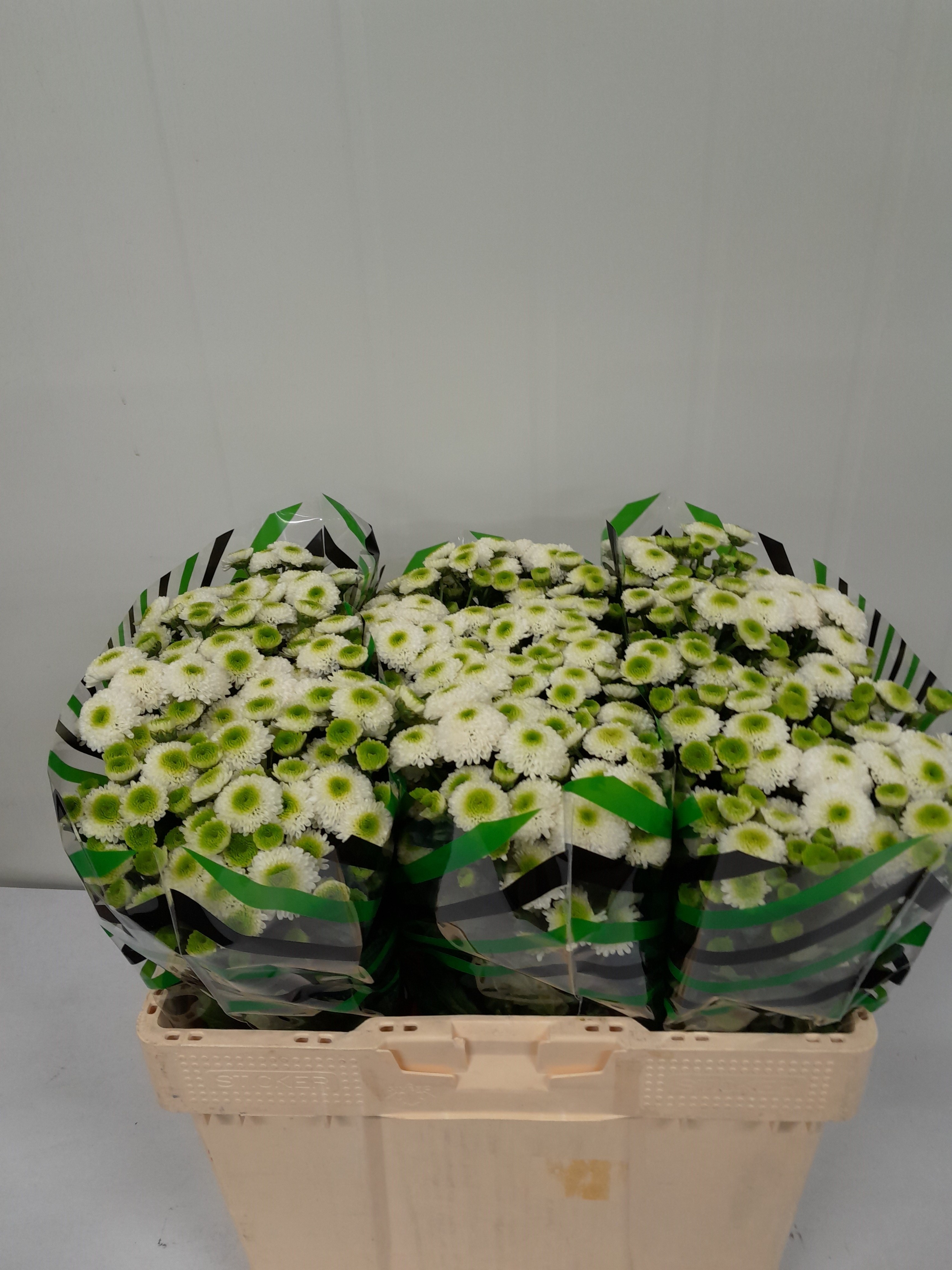 Chrys Santini Maverick White 53cm 750Ø