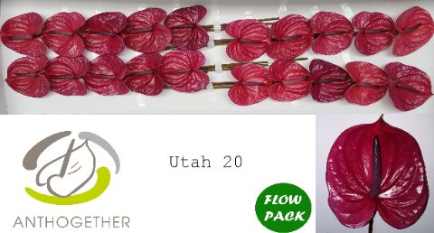 Anth A Utah