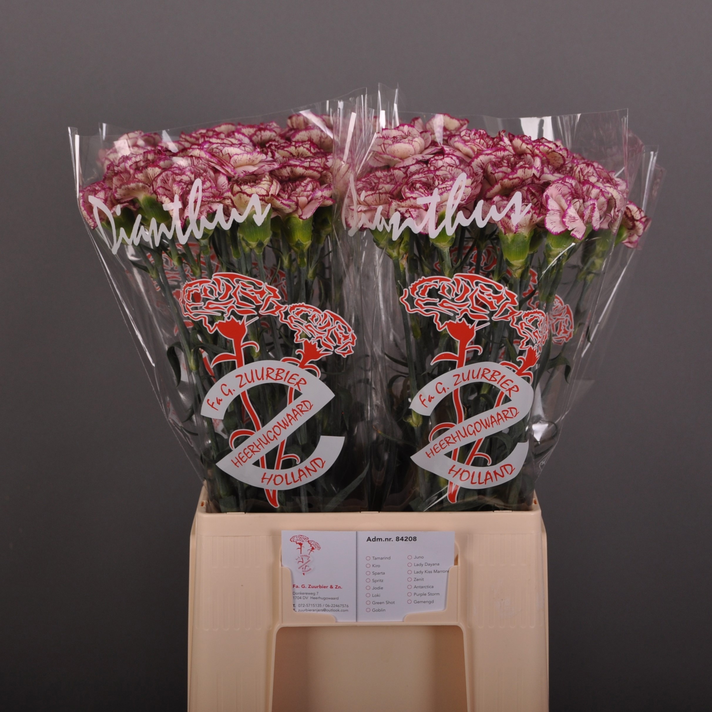 Dianthus St 60cm