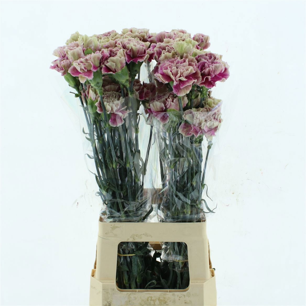Dianthus Antigua 70cm