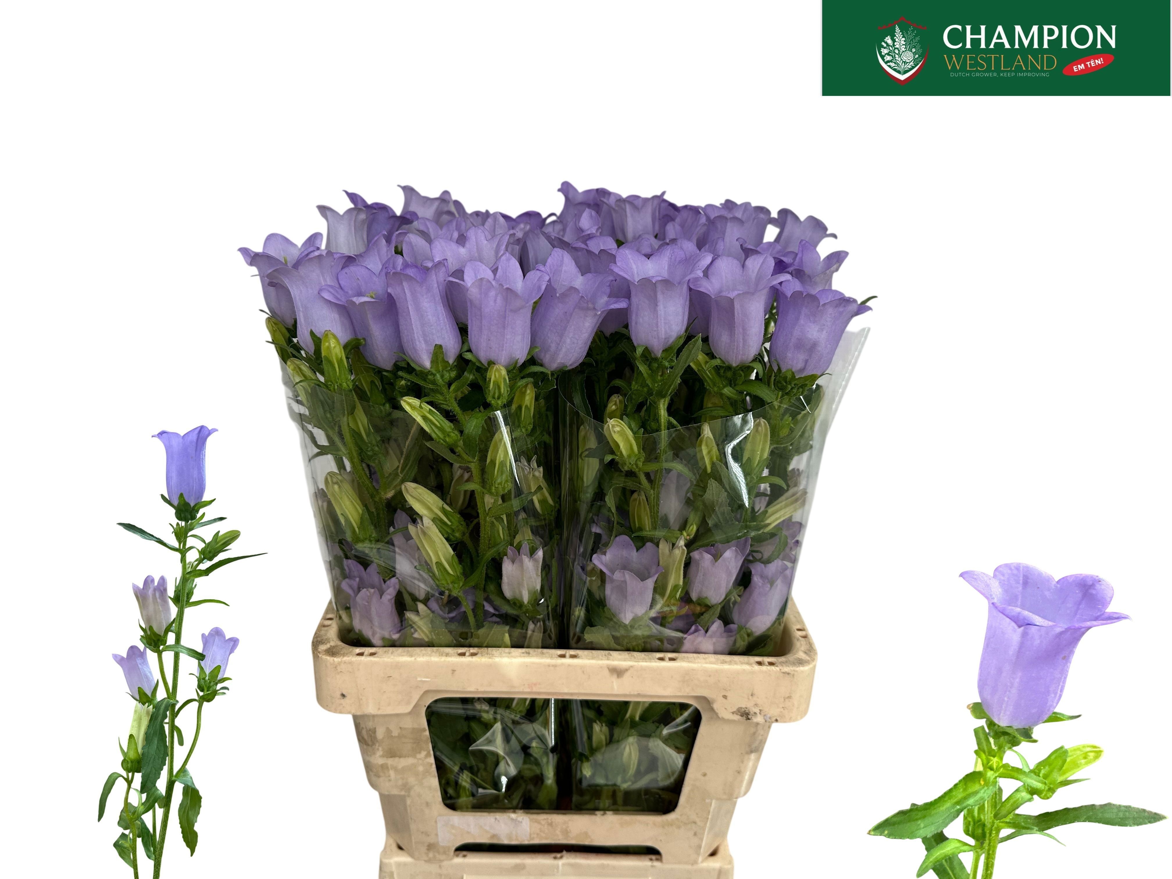 Campanula Medium Champion Lavender 70cm