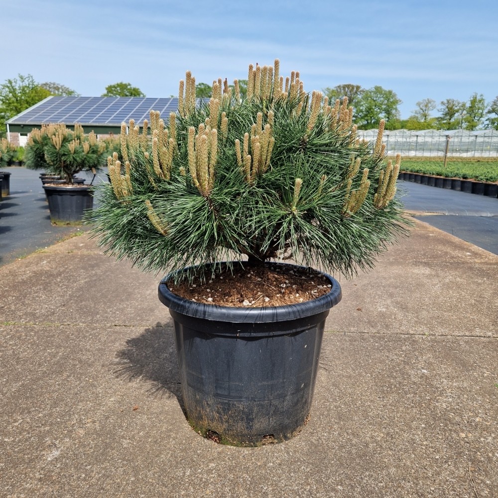 Picture of Pinus nigra Brepo C35 10/STD