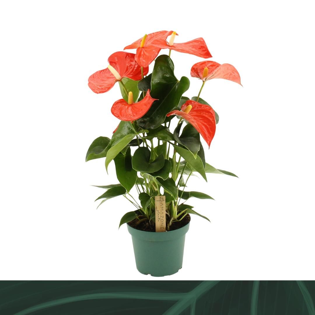 big philodendron pink princess Philodendron 'Pink Princess' | Indoor Plant | Tropical Plant | Potted Plant main image 1